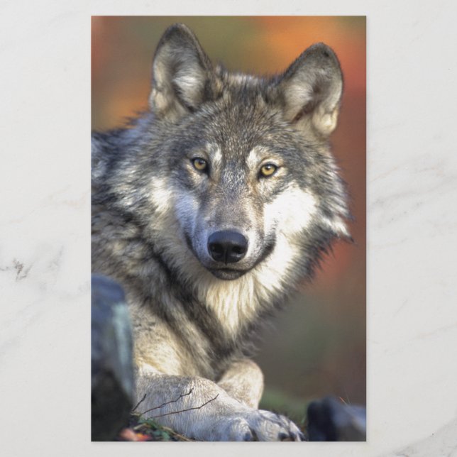 Lámina El lobo (Anverso)