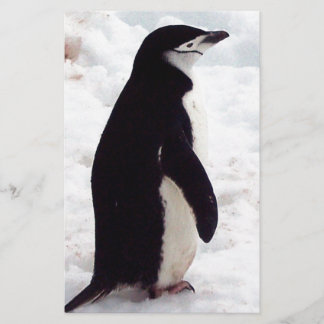Lámina El pingüino más lindo, jamás