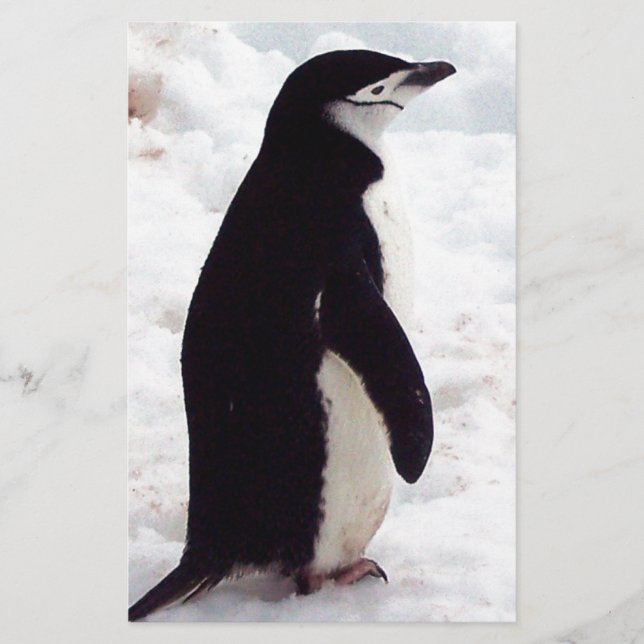 Lámina El pingüino más lindo, jamás (Anverso)