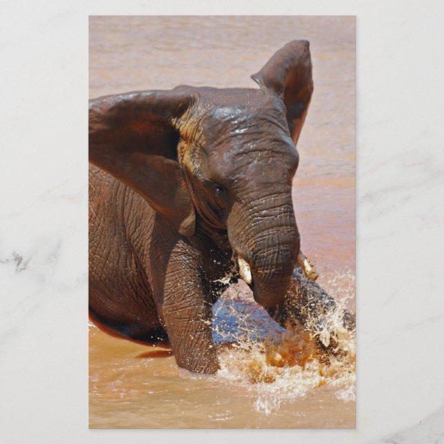 Lámina Elefante jugando con agua (Anverso)