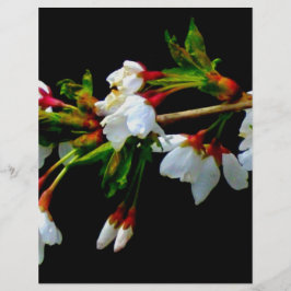 Lámina Elegante Blossom blanco blanco negro floreciente