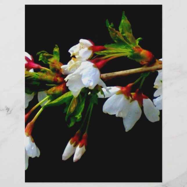 Lámina Elegante Blossom blanco blanco negro floreciente (Anverso)