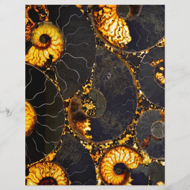 Lámina Elegante caparazón de Nautilus negro dorado (Anverso)