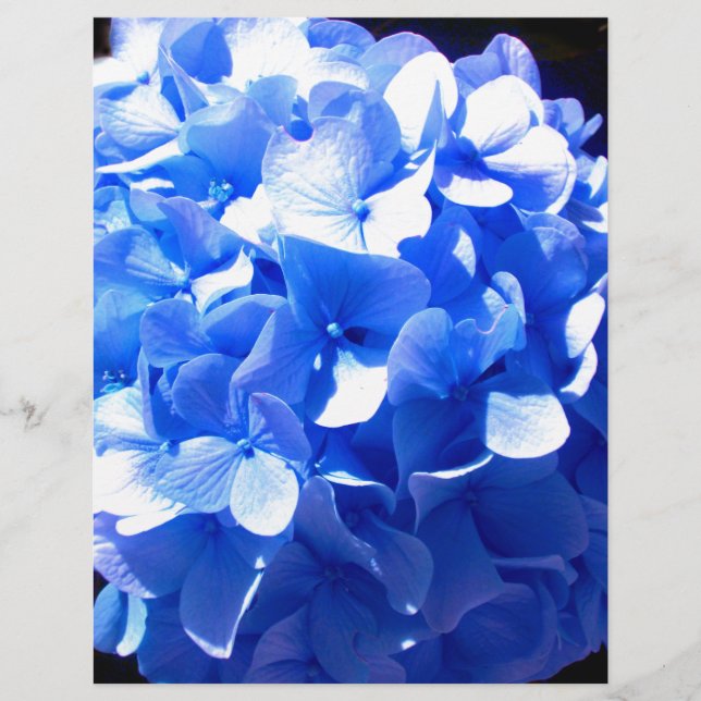 Lámina Elegante hormigas florales azules de cobalto (Anverso)