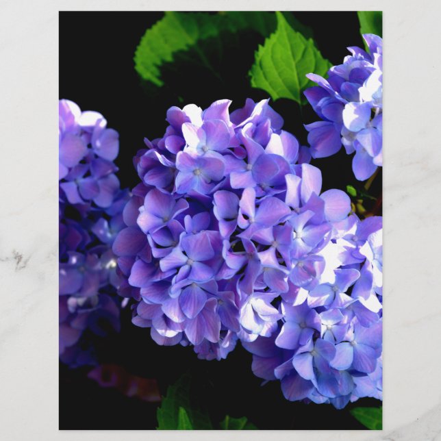 Lámina Elegante hortensias azul violeta de flores moradas (Anverso)