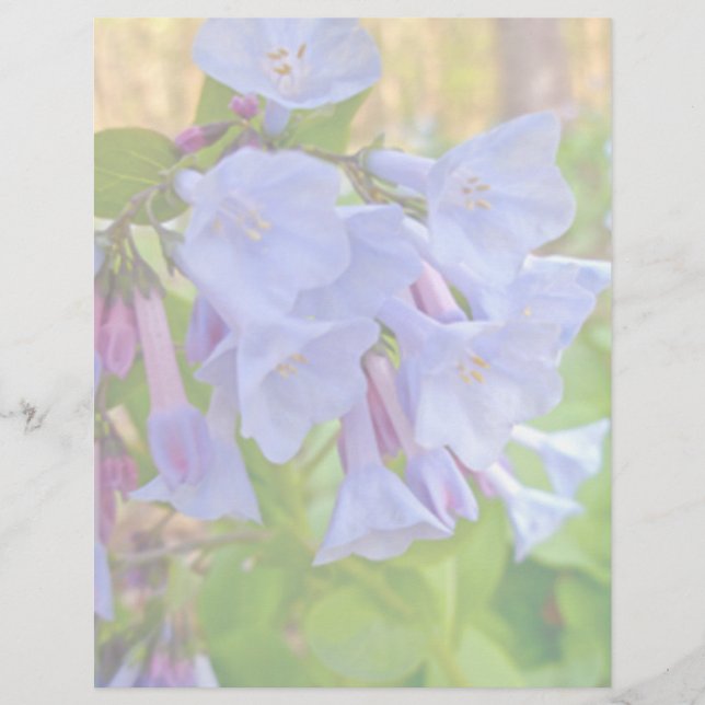 Lámina Elementos de coordinación de Virginia Bluebells (Anverso)