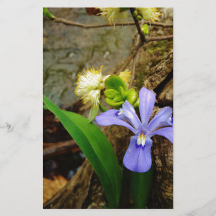 Lámina Enanos enanos Iris flor azul morada blanca