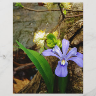 Lámina Enanos enanos Iris flor azul morada blanca