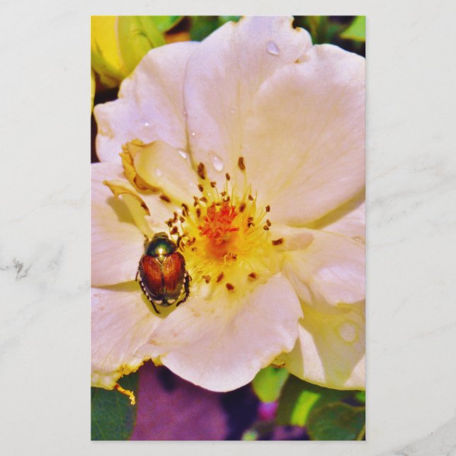 Lámina Escarabajo Japonés en Rosa Blanca (Anverso)