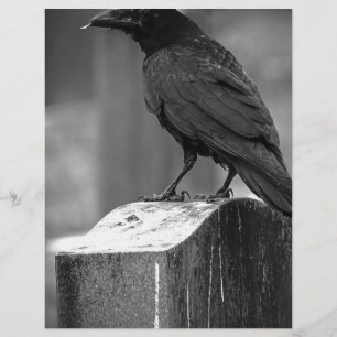 Lámina Falln Encontró Una Pluma