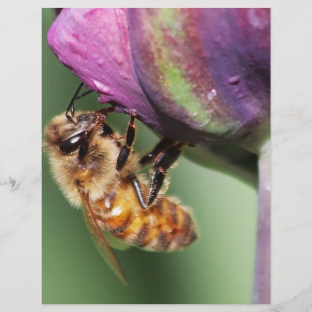 Lámina Faln Fuzzy Little Bee (Anverso)