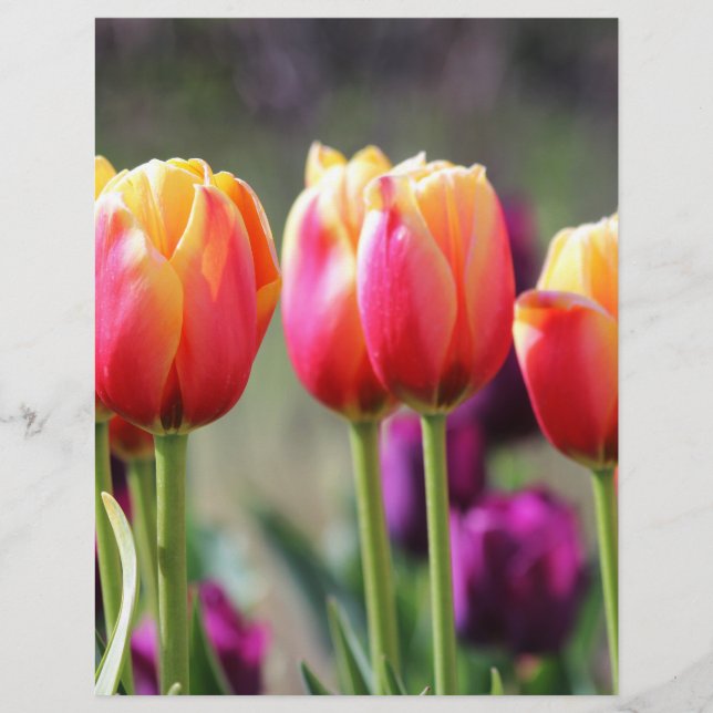 Lámina Faln Tulips Aflame (Anverso)