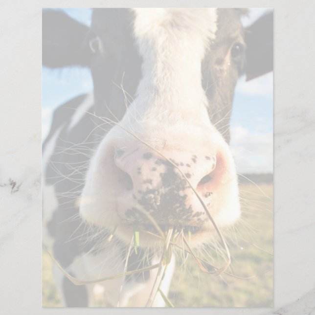 Lámina Farms | Holstein Cow Chewing (Anverso)