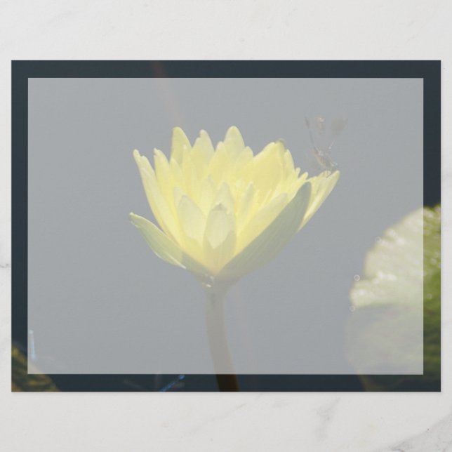 Lámina Flor amarilla de agua de Lotus (Anverso)