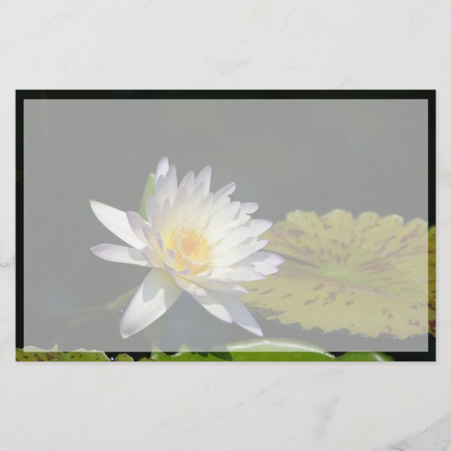 Lámina Flor blanca de agua de Lotus (Anverso)