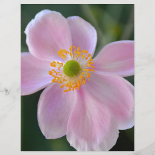 Lámina Flor de anemona japonesa rosa
