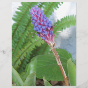 Lámina Flor de cazo azul Bromeliad
