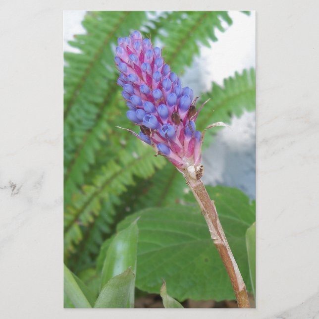 Lámina Flor de cazo azul Bromeliad (Anverso)