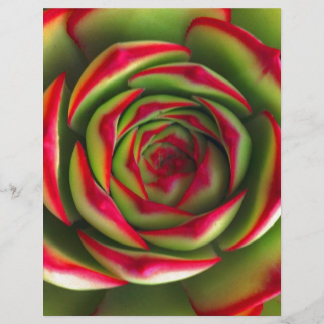 Lámina Flor de espiral verde rojo (Anverso)