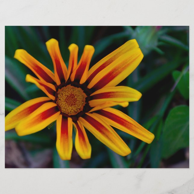 Lámina Flor de Gazania (Anverso)