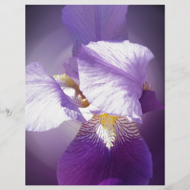 Lámina flor de iris púrpura (Anverso)