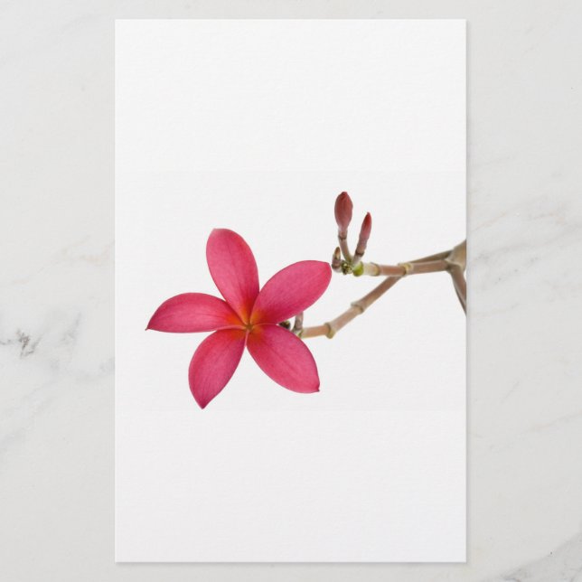 Lámina Flor frangipani roja (Anverso)
