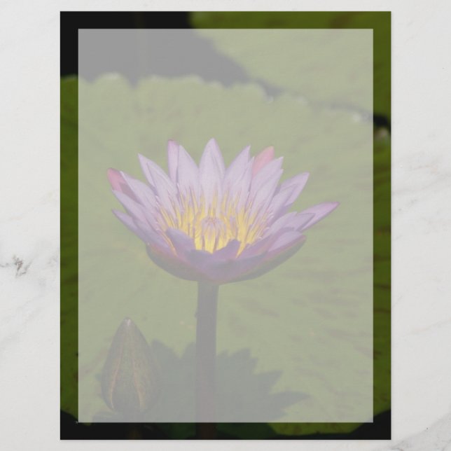 Lámina Flor morada de agua de Lotus (Anverso)