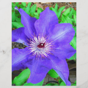 Lámina Flor morada de clematis