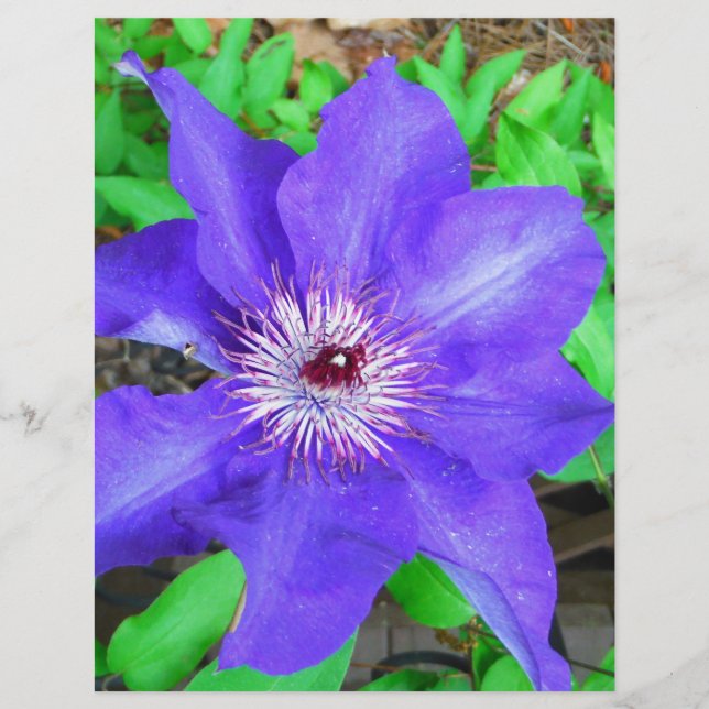 Lámina Flor morada de clematis (Anverso)