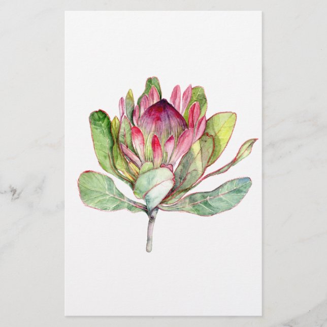 Lámina Flor Protea (Anverso)