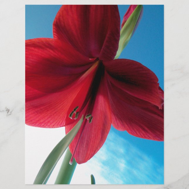 Lámina Flor roja Vivid Amaryllis (Anverso)