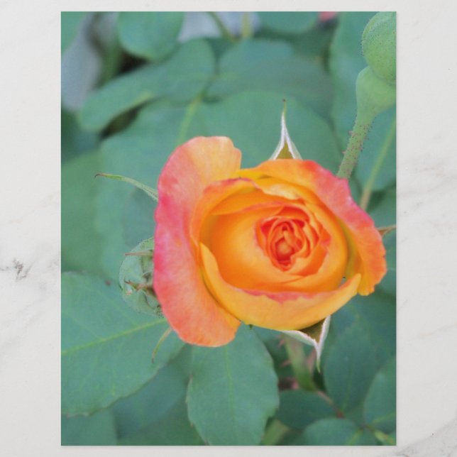 Lámina flor rosa amarillo naranja (Anverso)
