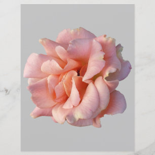 Lámina flor rosa rosa rosa rosa
