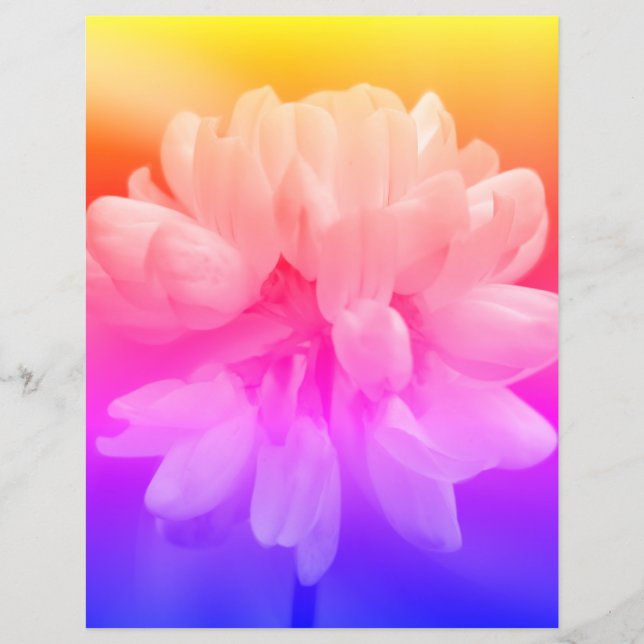 Lámina Flor rosa y blanca cerca (Anverso)