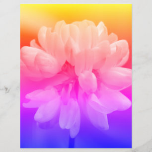 Lámina Flor rosa y blanca cerca