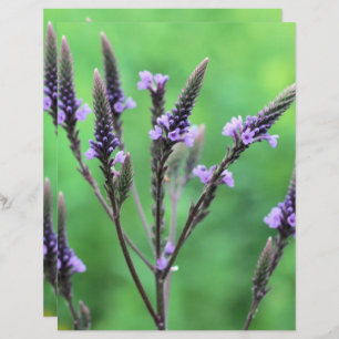 Lámina Flor salvaje púrpura Vervain Scrapbook
