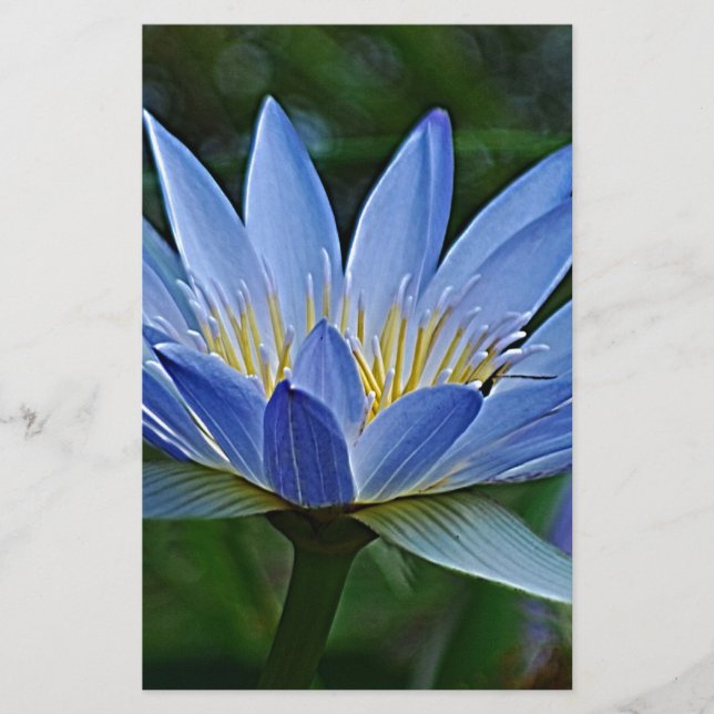 Lámina Flor y significado de Lotus (Anverso)