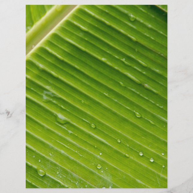 Lámina Flora Dominica 1 (Anverso)