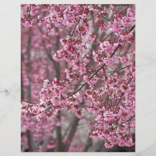 Lámina Florecimiento de cerezo sakura en rosa