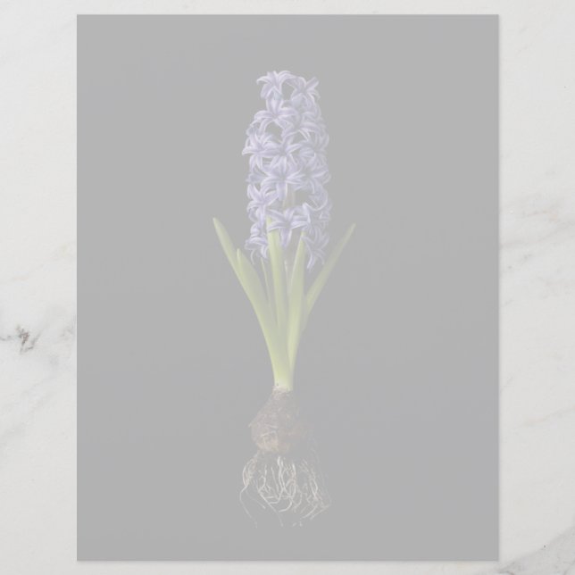 Lámina Flores | Bombilla morada de jacinto (Anverso)