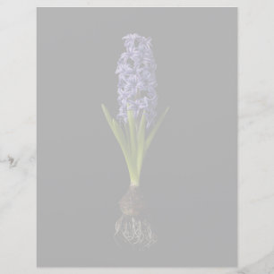 Lámina Flores   Bombilla morada de jacinto