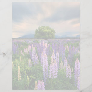 Lámina Flores Campo de la lupa en Nueva Zelanda