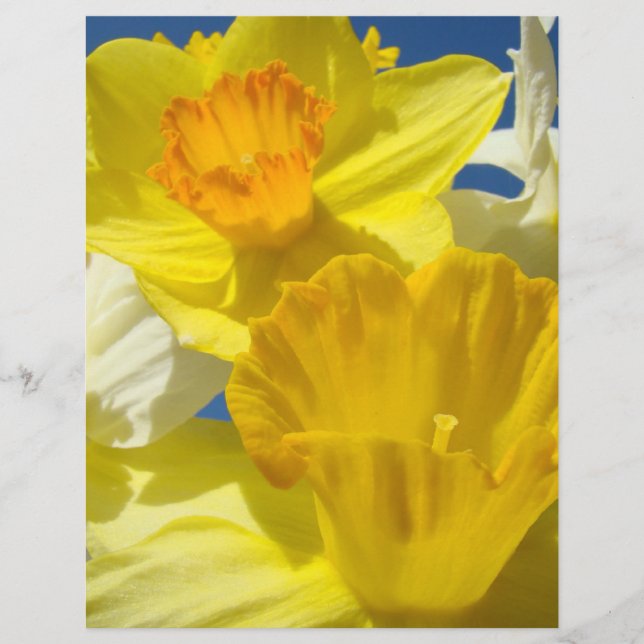 Lámina Flores de Daffodil Papel de reserva de crátulas (Anverso)