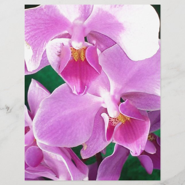 Lámina Flores de orquídeas cerradas en rosa (Anverso)