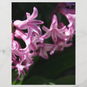 Lámina Flores de primavera rosada y blanca