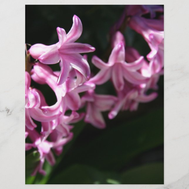 Lámina Flores de primavera rosada y blanca (Anverso)