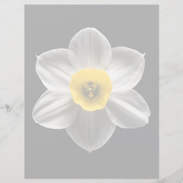 Lámina Flores | Flor de Daffodil blanca (Anverso)