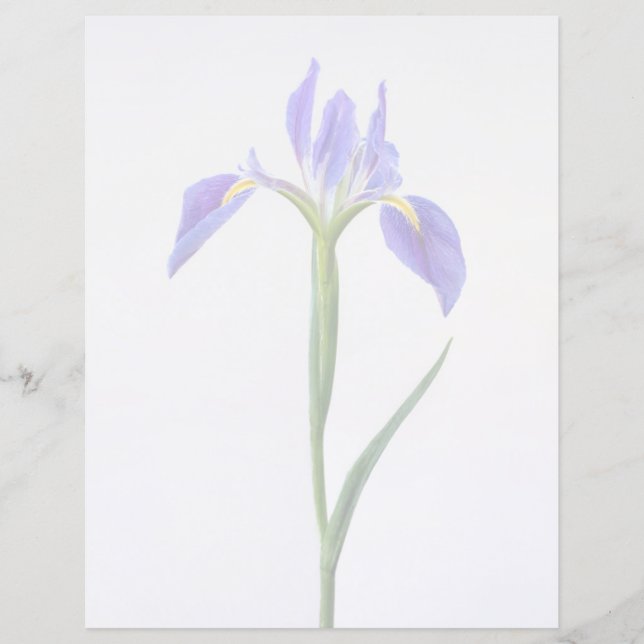 Lámina Flores | Flor Iris Púrpura (Anverso)