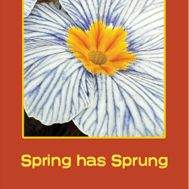 Lámina Flores florales de primavera coloridas