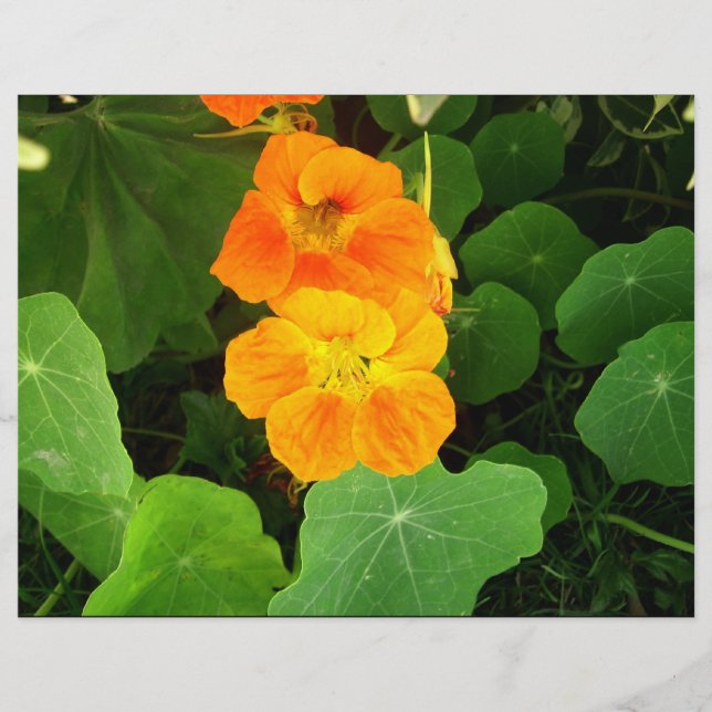 Lámina Flores naranjas (Anverso)